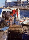 Greek Islands, CRETE, Agios Nikolaos, man scaling and cleaning fish, GIS1262JPL