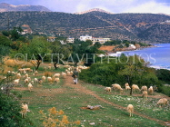 Greek Islands, CRETE, Mirabello Bay (eastern Crete), sheep grazing, GIS1102JPL