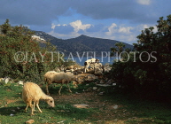 Greek Islands, CRETE, Mirabello Bay (eastern Crete), sheep grazing, GIS1257JPL
