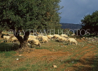 Greek Islands, CRETE, Mirabello Bay (eastern Crete), sheep grazing, GIS1260JPL