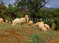 Greek Islands, CRETE, Mirabello Bay (eastern Crete), sheep grazing, GIS1261JPL