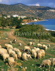 Greek Islands, CRETE, Mirabello Bay (eastern Crete), sheep grazing, GIS192JPL
