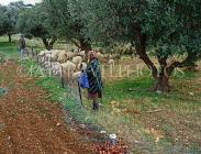 Greek Islands, CRETE, Olive groves and shepherdess with sheep, CRE934JPL