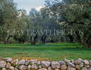 Greek Islands, CRETE, countryside Olive groves, CRE932JPL