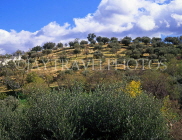 Greek Islands, CRETE, countryside Olive groves, CRE939JPL