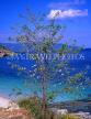 Greek Islands, KEPHALONIA, coastal view and tree, GIS491JPL