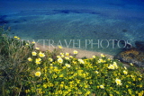 Greek Islands, KOS, Kamari, GIS483JPL also CORFU, Kalami, coast and wild flowers, GIS1192JPL