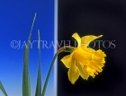 HOLLAND, Daffodil (against blue and black background), HOL761JPL