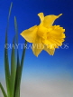 HOLLAND, Daffodil (against blue background), HOL715JPL