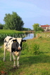 HOLLAND, Edam countryside, farmland, cow, HOL827JPL