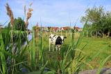 HOLLAND, Edam countryside, farmland, cow, HOL829JPL