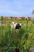 HOLLAND, Edam countryside, farmland, cow, HOL830JPL