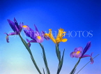 HOLLAND, Iris flowers (against blue background), HOL714JPL