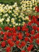 HOLLAND, Keukenhof Gardens, red Tulips and Daffodils, HOL689JPL