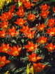 HOLLAND, Keukenhof Gardens and flowering Tulips, HOL699JPL