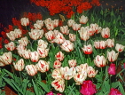 HOLLAND, Keukenhof Gardens and flowering Tulips, HOL703JPL