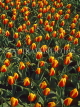 HOLLAND, Keukenhof Gardens and flowing Tulips, HOL123JPL