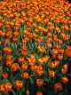 HOLLAND, Keukenhof Gardens and flowing Tulips, HOL669JPL