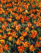 HOLLAND, Keukenhof Gardens and flowing Tulips, HOL685JPL