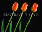 HOLLAND, Tulips (against black background), HOL730JPL