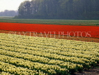 HOLLAND, countryside bulbfields, Tulips, HOL676JPL