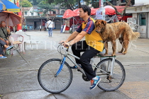 HONG KONG, Cheung Chau island, harbour, man and his dog on bike, HK1569JPL