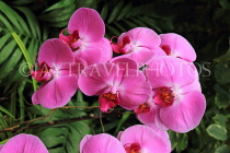 HONG KONG, Hong Kong Island, Hong Kong Park, Conservatory, Orchids, HK1333JPL