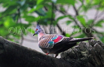 HONG KONG, Hong Kong Island, Hong Kong Park, aviary, Crested Pigeon, HK1294JPL