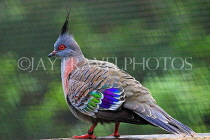 HONG KONG, Hong Kong Island, Hong Kong Park, aviary, Crested Pigeon, HK1297JPL