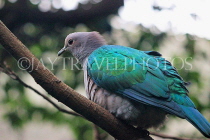 HONG KONG, Hong Kong Island, Hong Kong Park, aviary, Emerald Dove, HK1301JPL