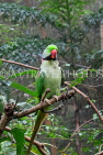 HONG KONG, Hong Kong Island, Hong Kong Park, aviary, Parrot, HK2482JPL