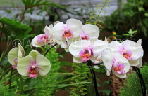 HONG KONG, Hong Kong Island, Zoological & Botanical Gardens, greenhouse, Orchids, HK1774JPL