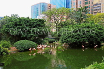 HONG KONG, Kowloon, Kowloon Park, Bird Lake, Pink Flamingos, HK1708JPL