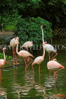 HONG KONG, Kowloon, Kowloon Park, Bird Lake, Pink Flamingos, HK1713JPL