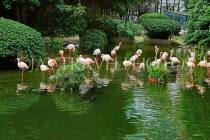 HONG KONG, Kowloon, Kowloon Park, Bird Lake, Pink Flamingos, HK1714JPL