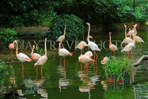 HONG KONG, Kowloon, Kowloon Park, Bird Lake, Pink Flamingos, HK1715JPL