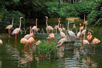 HONG KONG, Kowloon, Kowloon Park, Bird Lake, Pink Flamingos, HK1716JPL