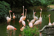 HONG KONG, Kowloon, Kowloon Park, Bird Lake, Pink Flamingos, HK1717JPL