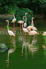 HONG KONG, Kowloon, Kowloon Park, Bird Lake, Pink Flamingos, HK1718JPL