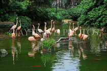 HONG KONG, Kowloon, Kowloon Park, Bird Lake, Pink Flamingos, HK1719JPL