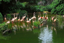 HONG KONG, Kowloon, Kowloon Park, Bird Lake, Pink Flamingos, HK1720JPL