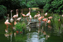 HONG KONG, Kowloon, Kowloon Park, Bird Lake, Pink Flamingos, HK1721JPL