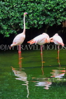 HONG KONG, Kowloon, Kowloon Park, Bird Lake, Pink Flamingos, HK1722JPL