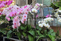 HONG KONG, Kowloon, Mong Kok, Flower Market, Orchids, HK978JPL