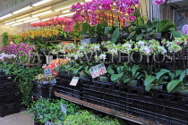 HONG KONG, Kowloon, Mong Kok, Flower Market, Orchids, HK979JPL