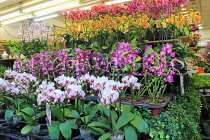 HONG KONG, Kowloon, Mong Kok, Flower Market, Orchids, HK982JPL