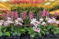 HONG KONG, Kowloon, Mong Kok, Flower Market, Orchids, HK983JPL