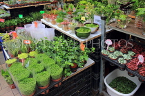HONG KONG, Kowloon, Mong Kok, Flower Market, potted plants, HK984JPL