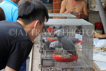 HONG KONG, Kowloon, Mong Kok, Yuen Po Street Bird Garden, man with parrots, HK937JPL