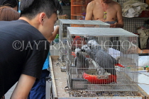 HONG KONG, Kowloon, Mong Kok, Yuen Po Street Bird Garden, man with parrots, HK938JPL